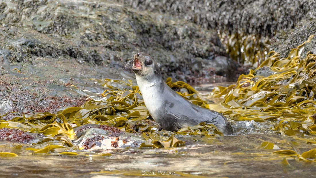 PLA27-25, Day 8, 766A9694 © Susanne Polap - Oceanwide Expeditions.jpg