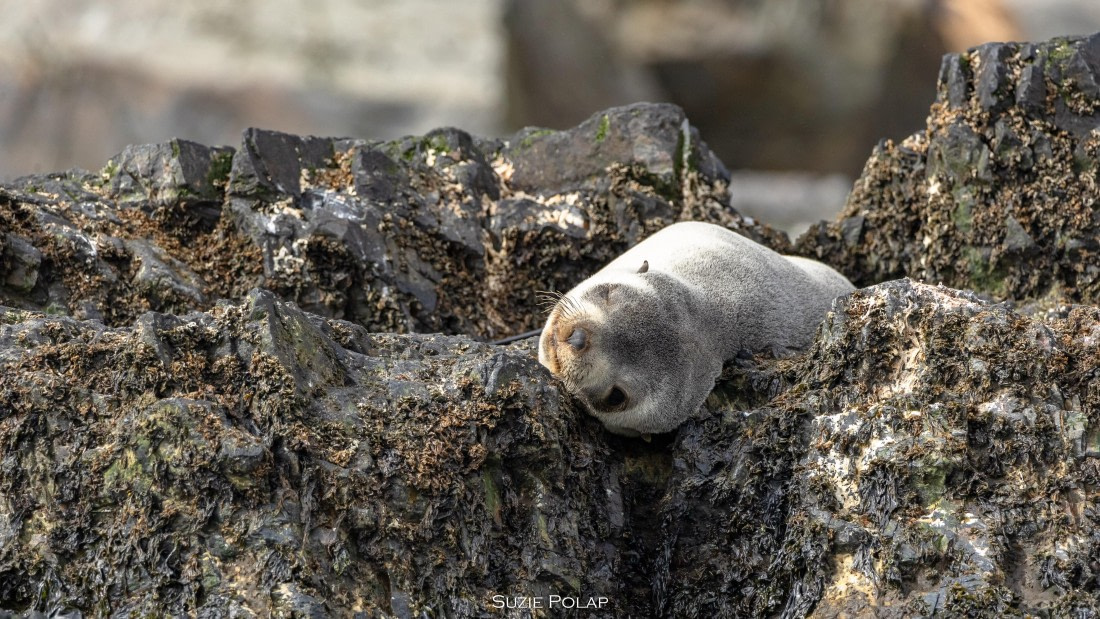 PLA27-25, Day 8, 766A9709 © Susanne Polap - Oceanwide Expeditions.jpg