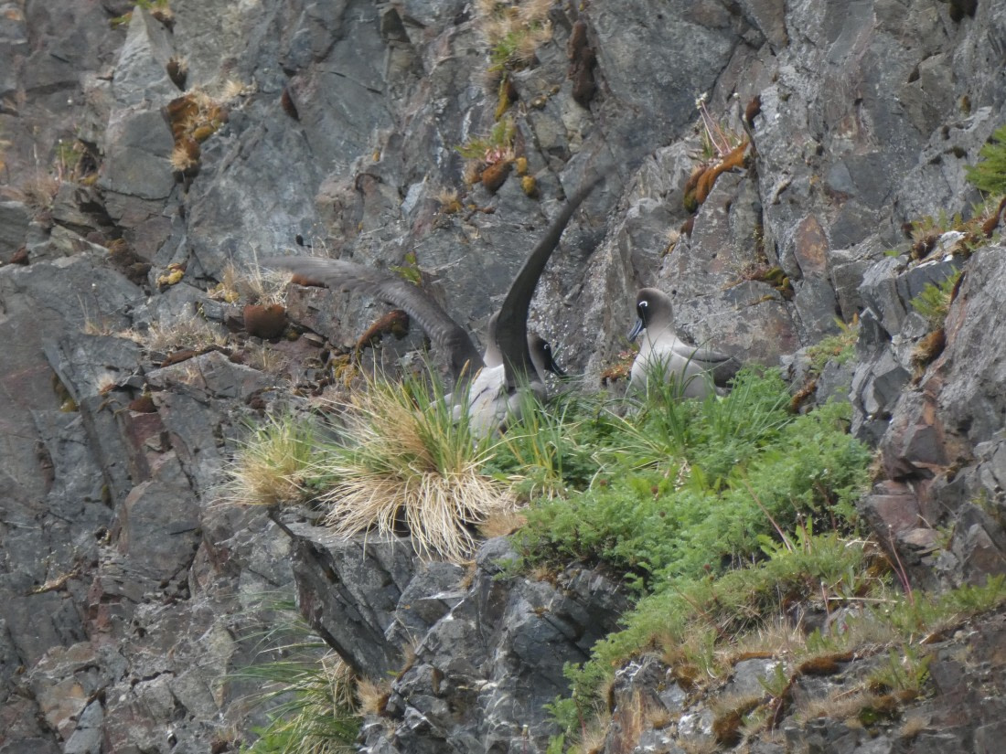 PLA27-25, Day 8, P1170579 © Unknown photographer - Oceanwide Expeditions.JPG