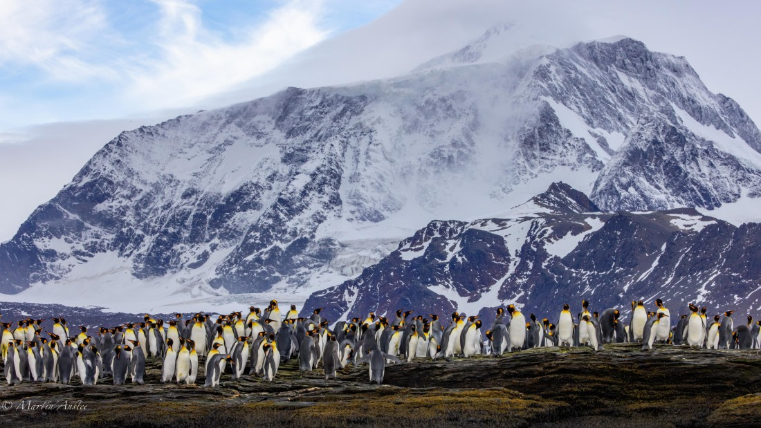 PLA27-25, Day 9, 088A6118 © Martin Anstee - Oceanwide Expeditions.jpg