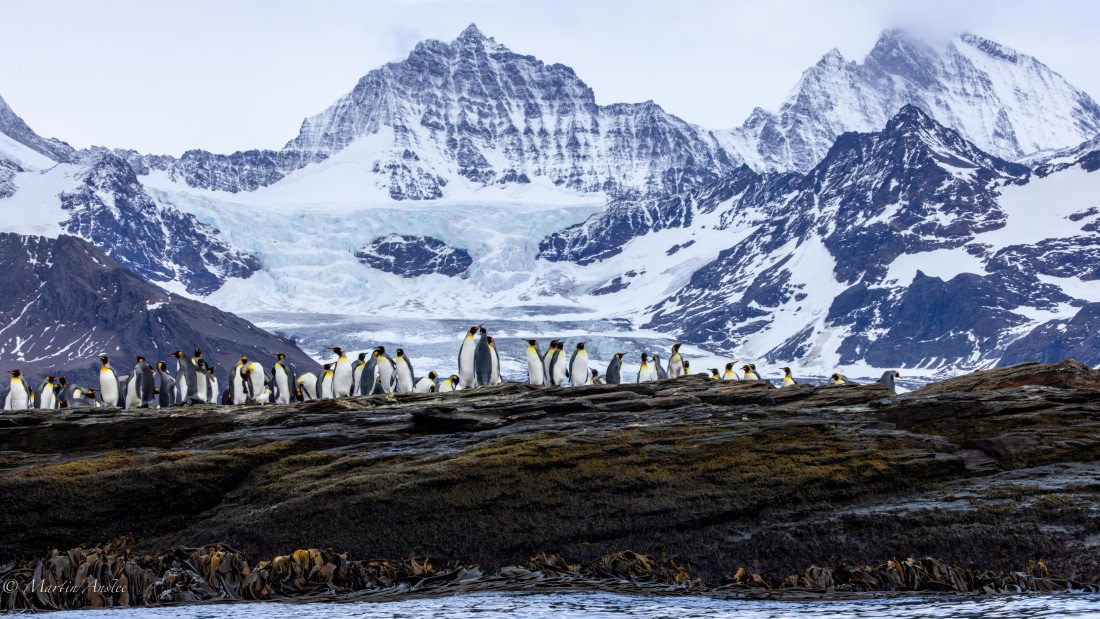 PLA27-25, Day 9, 088A6121 © Martin Anstee - Oceanwide Expeditions.jpg