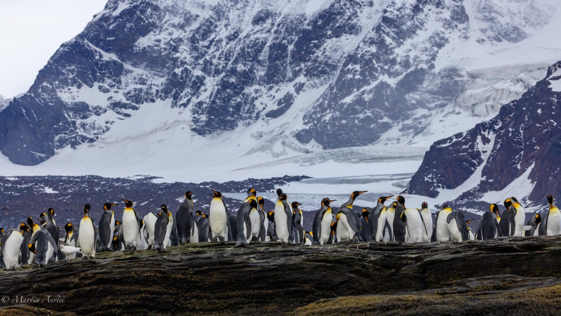 PLA27-25, Day 9, 088A6126 © Martin Anstee - Oceanwide Expeditions.jpg