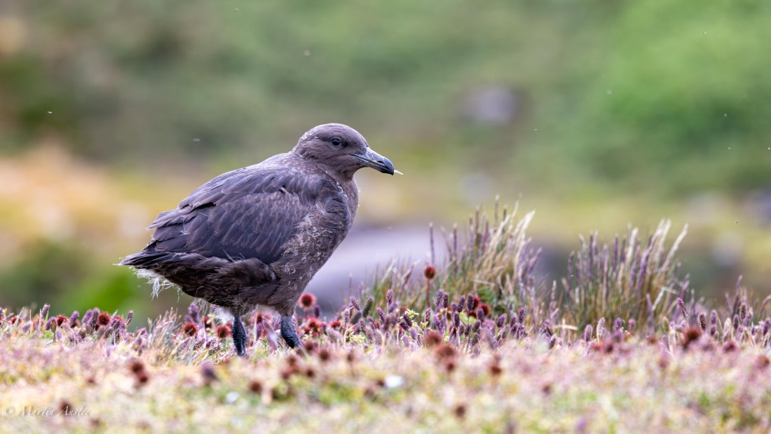PLA27-25, Day 9, 088A6140 © Martin Anstee - Oceanwide Expeditions.jpg
