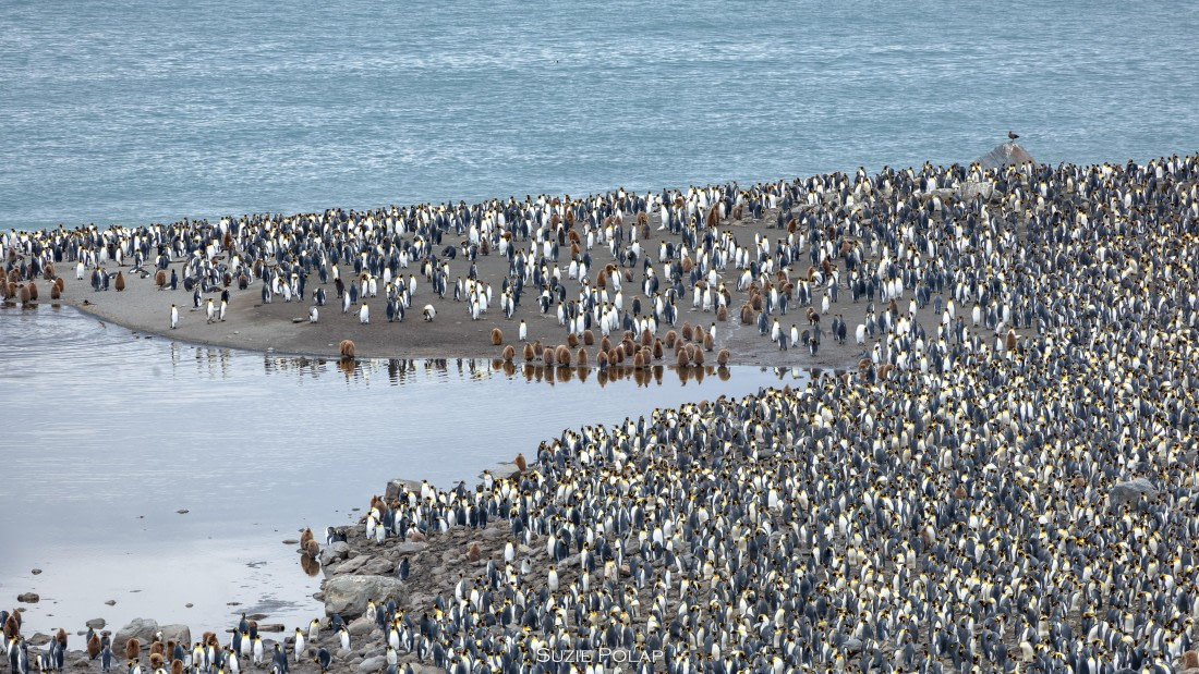 PLA27-25, Day 9, 766A0055 © Susanne Polap - Oceanwide Expeditions.jpg