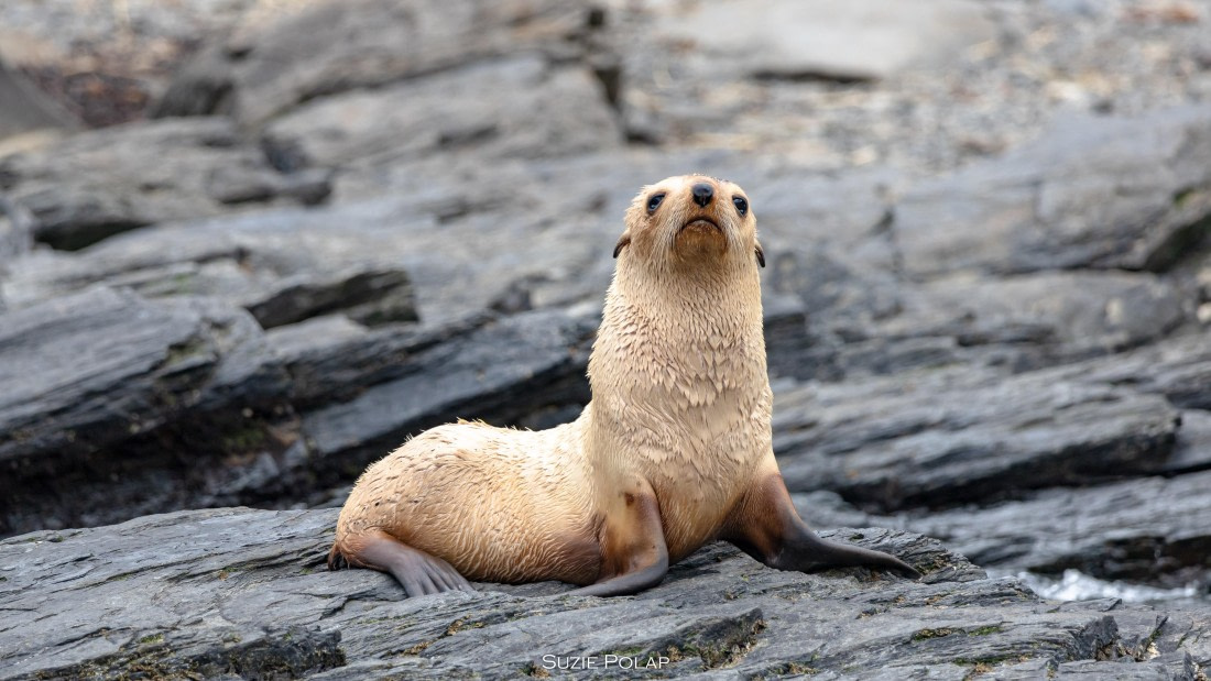 PLA27-25, Day 9, 766A0070 © Susanne Polap - Oceanwide Expeditions.jpg