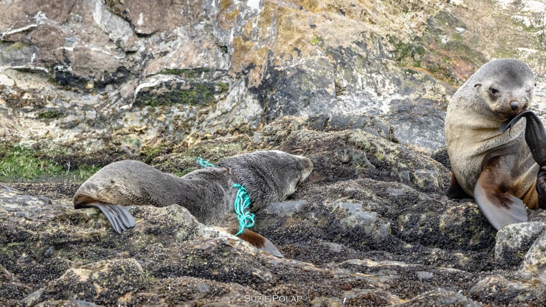 PLA27-25, Day 9, 766A0094 © Susanne Polap - Oceanwide Expeditions.jpg