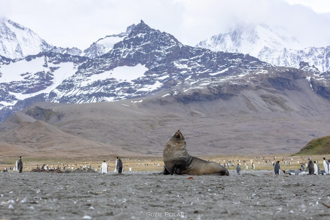PLA27-25, Day 9, 766A9915 © Susanne Polap - Oceanwide Expeditions.jpg