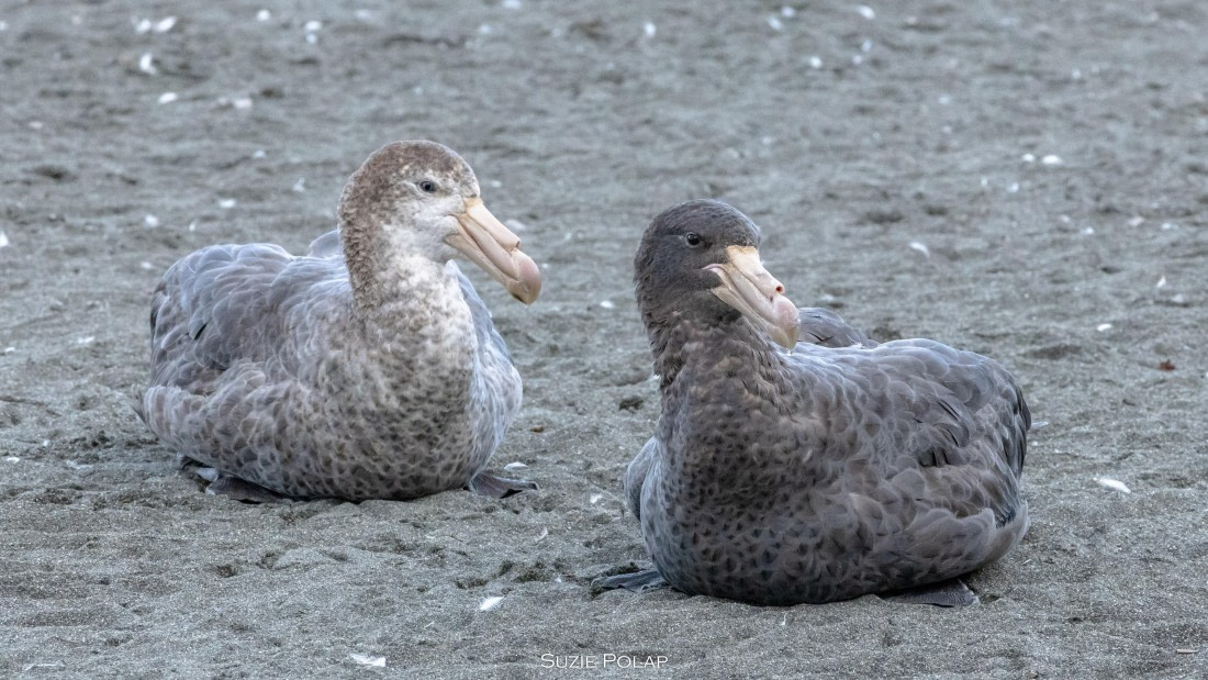 PLA27-25, Day 9, 766A9925 © Susanne Polap - Oceanwide Expeditions.jpg
