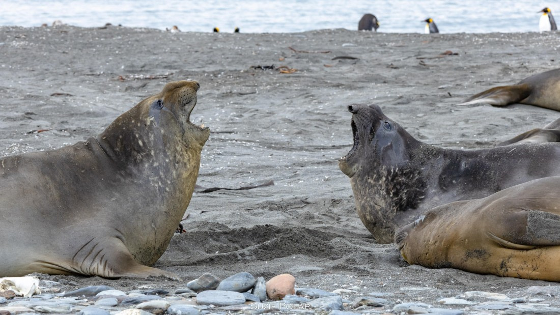 PLA27-25, Day 9, 766A9939 © Susanne Polap - Oceanwide Expeditions.jpg