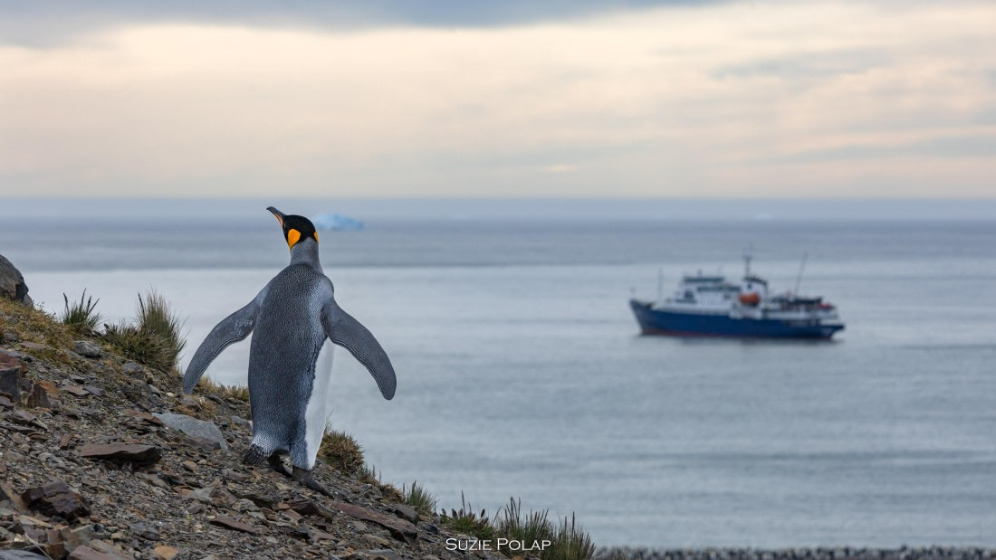 PLA27-25, Day 9, 766A9995 © Susanne Polap - Oceanwide Expeditions.jpg