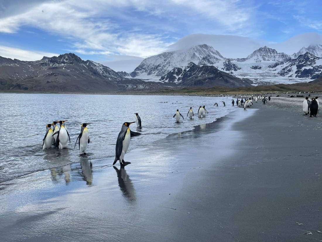 PLA27-25, Day 9, IMG_1405 © Unknown photographer - Oceanwide Expeditions.JPG