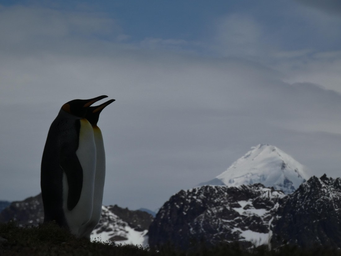 PLA27-25, Day 9, P1170661 © Unknown photographer - Oceanwide Expeditions.JPG