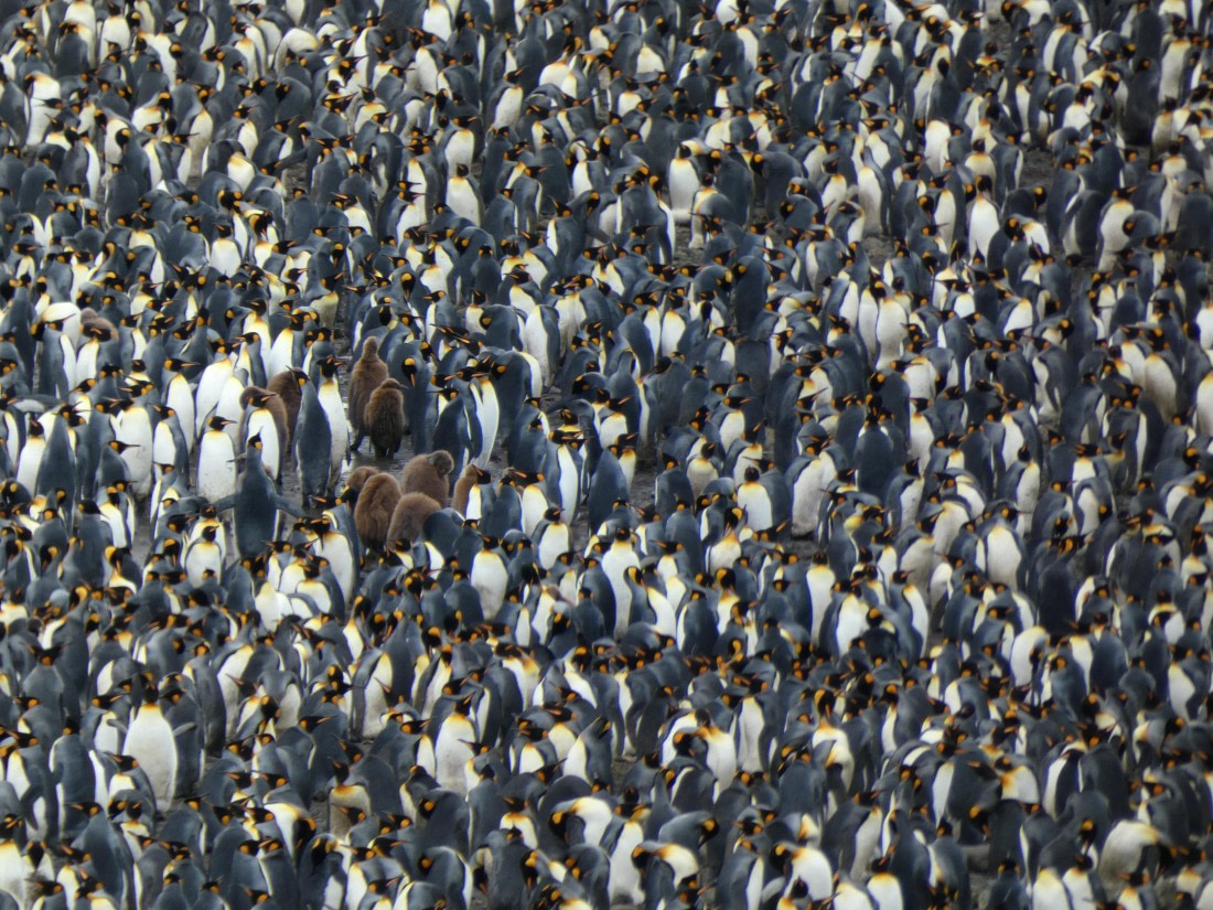 PLA27-25, Day 9, P1170670 © Unknown photographer - Oceanwide Expeditions.JPG