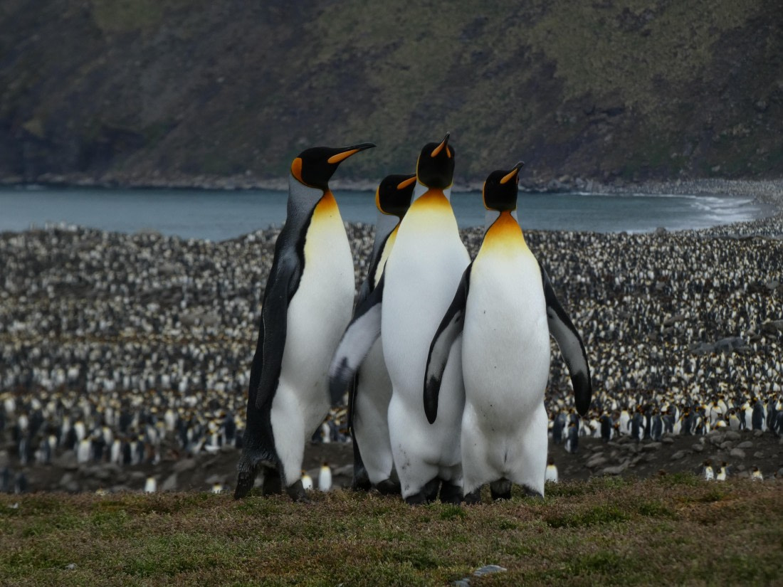 PLA27-25, Day 9, P1170686 © Unknown photographer - Oceanwide Expeditions.JPG