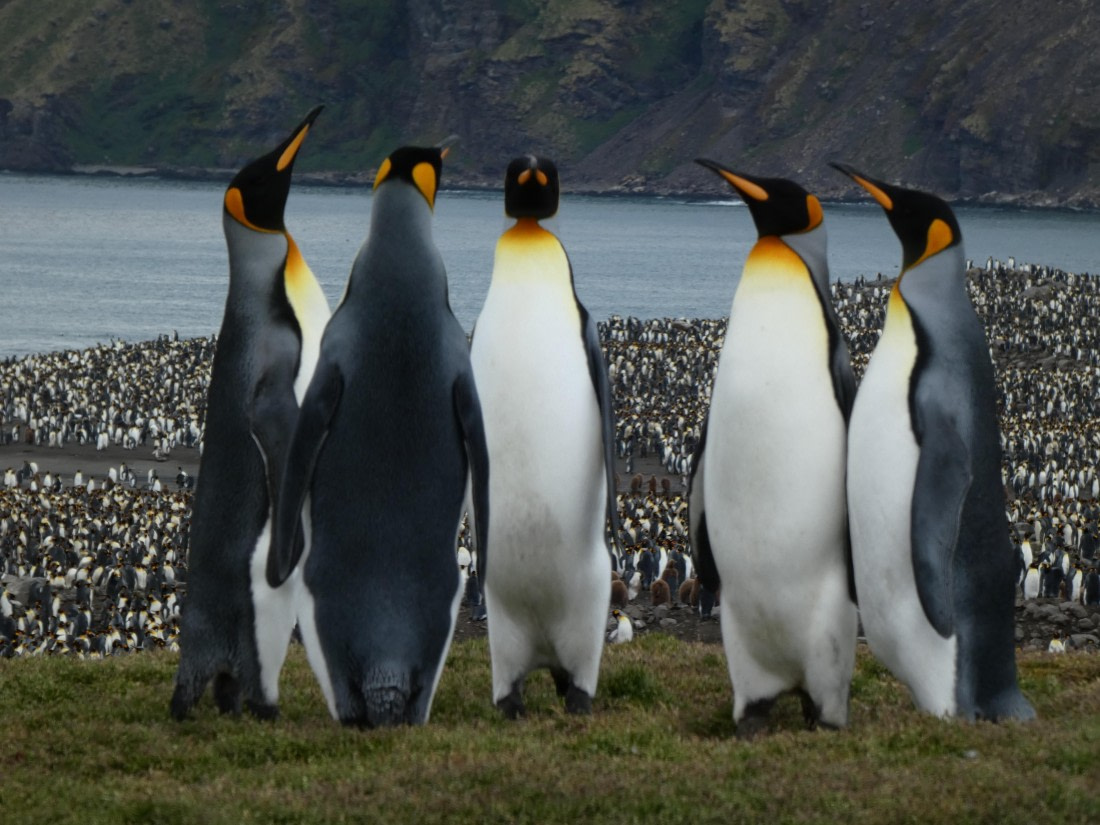 PLA27-25, Day 9, P1170688 © Unknown photographer - Oceanwide Expeditions.JPG