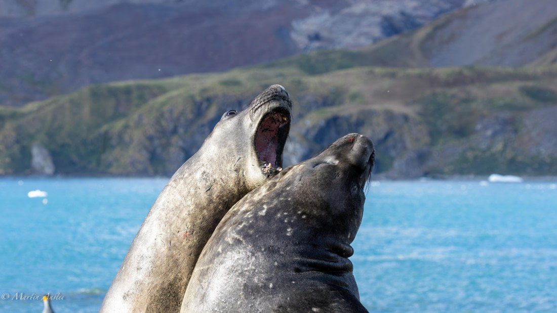 PLA27-25, Day 10, 088A6318 © Martin Anstee - Oceanwide Expeditions.jpg