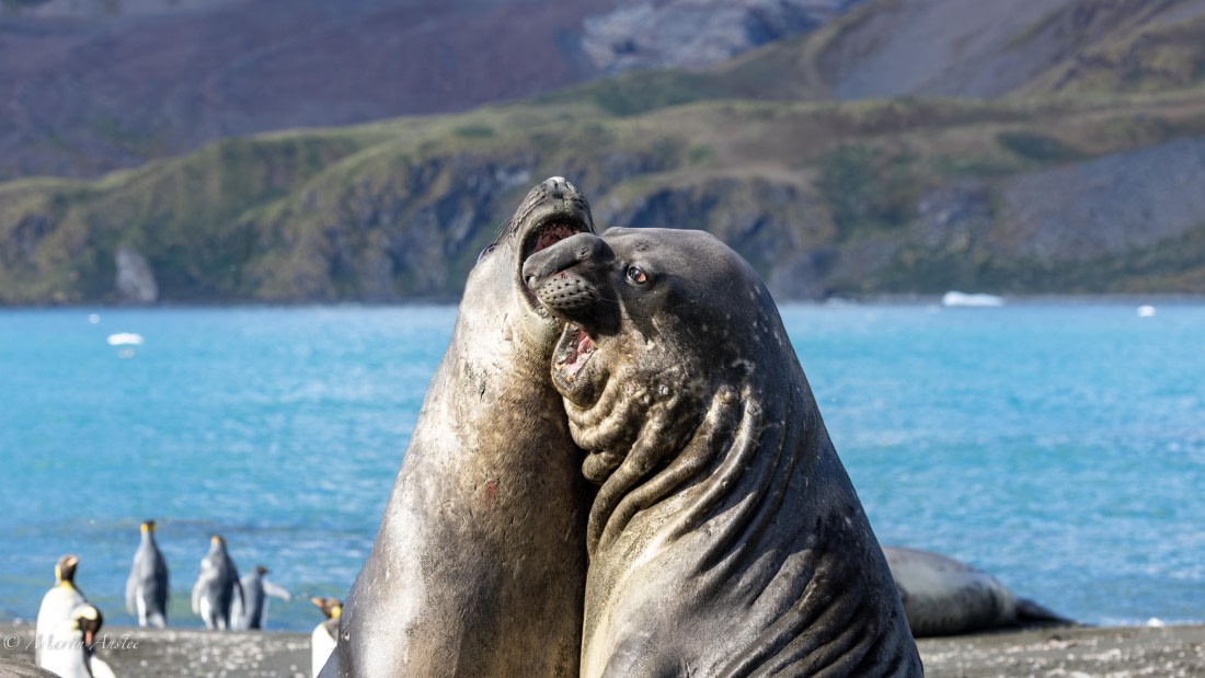 PLA27-25, Day 10, 088A6307 © Martin Anstee - Oceanwide Expeditions.jpg