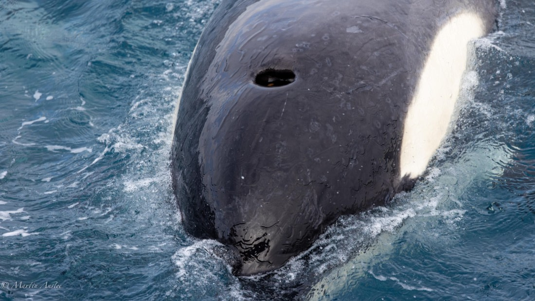 PLA27-25, Day 10, 088A6459 © Martin Anstee - Oceanwide Expeditions.jpg