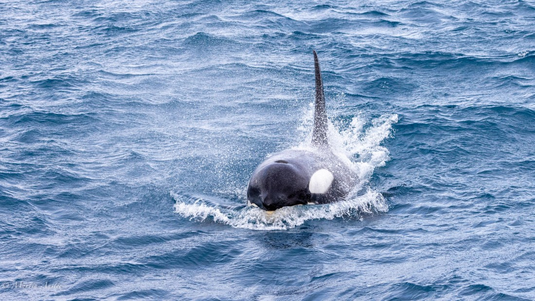 PLA27-25, Day 10, 088A6544 © Martin Anstee - Oceanwide Expeditions.jpg