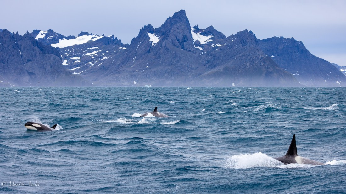 PLA27-25, Day 10, 088A6573 © Martin Anstee - Oceanwide Expeditions.jpg