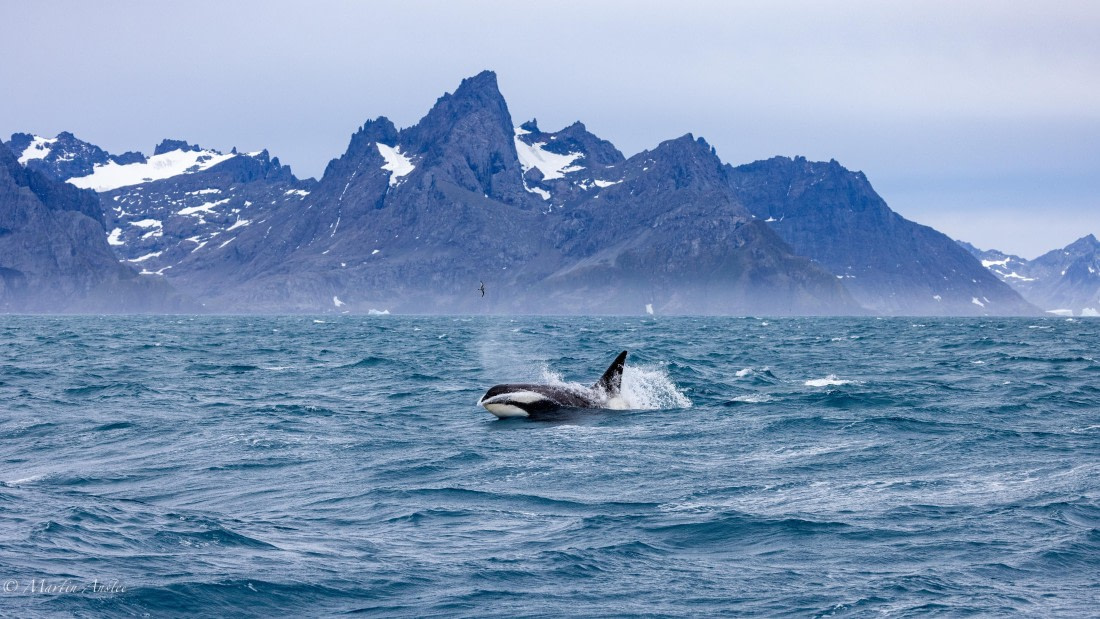 PLA27-25, Day 10, 088A6586 © Martin Anstee - Oceanwide Expeditions.jpg