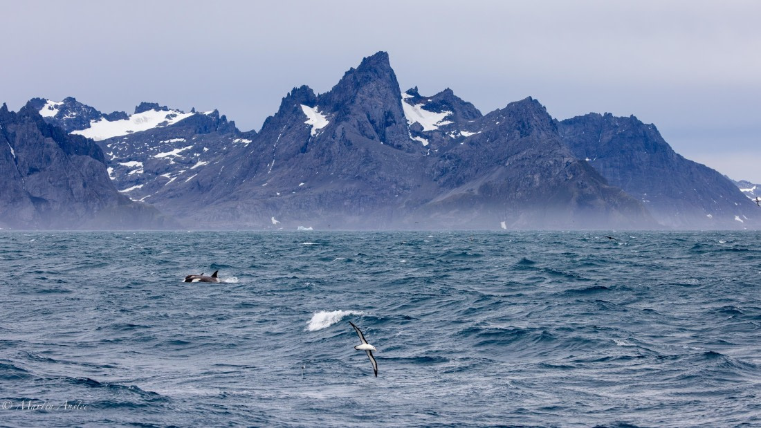 PLA27-25, Day 10, 088A6603 © Martin Anstee - Oceanwide Expeditions.jpg