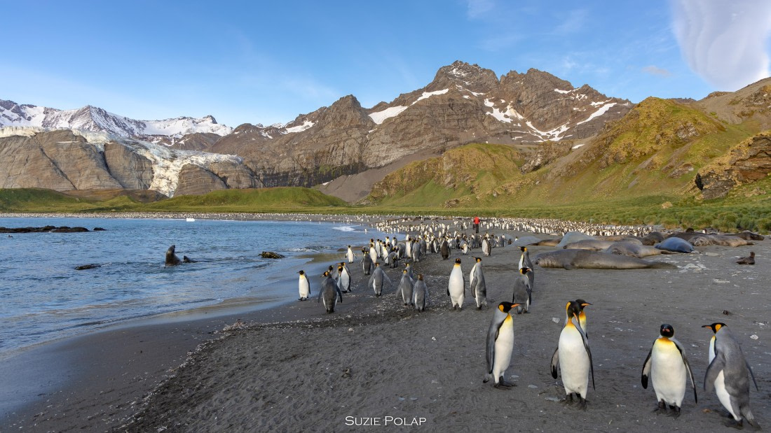 PLA27-25, Day 10, 766A0110 © Susanne Polap - Oceanwide Expeditions.jpg