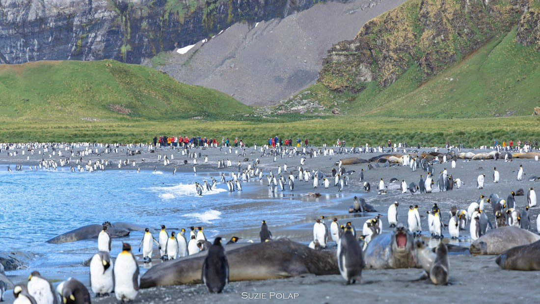 PLA27-25, Day 10, 766A0152 © Susanne Polap - Oceanwide Expeditions.jpg