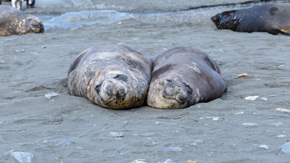 PLA27-25, Day 10, 766A0173 © Susanne Polap - Oceanwide Expeditions.jpg