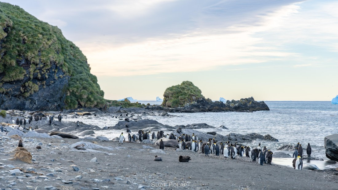 PLA27-25, Day 10, 766A0185 © Susanne Polap - Oceanwide Expeditions.jpg