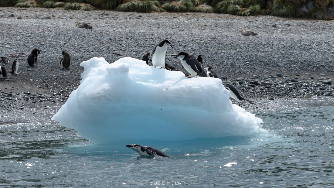 PLA27-25, Day 10, 766A0397 © Susanne Polap - Oceanwide Expeditions.jpg