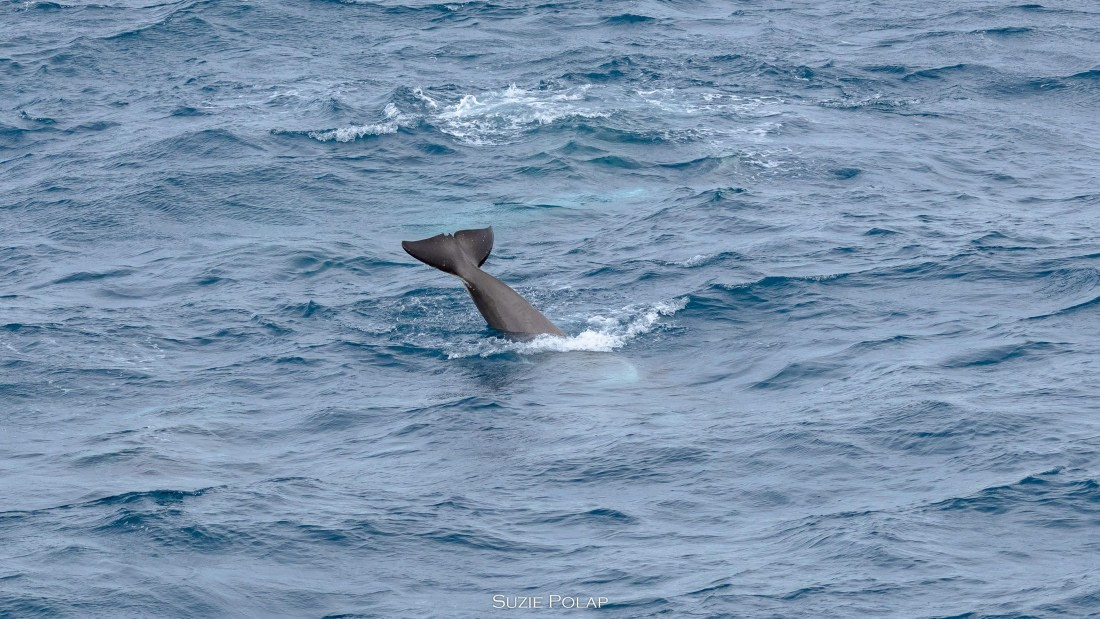 PLA27-25, Day 10, 766A0535 © Susanne Polap - Oceanwide Expeditions.jpg