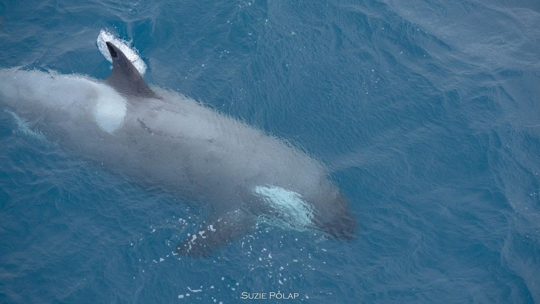 PLA27-25, Day 10, 766A0525 © Susanne Polap - Oceanwide Expeditions.jpg