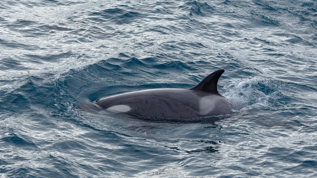 PLA27-25, Day 10, 766A0550 © Susanne Polap - Oceanwide Expeditions.jpg