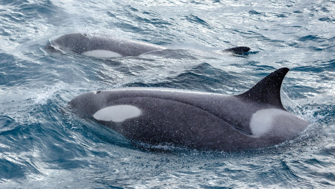 PLA27-25, Day 10, 766A0556 © Susanne Polap - Oceanwide Expeditions.jpg