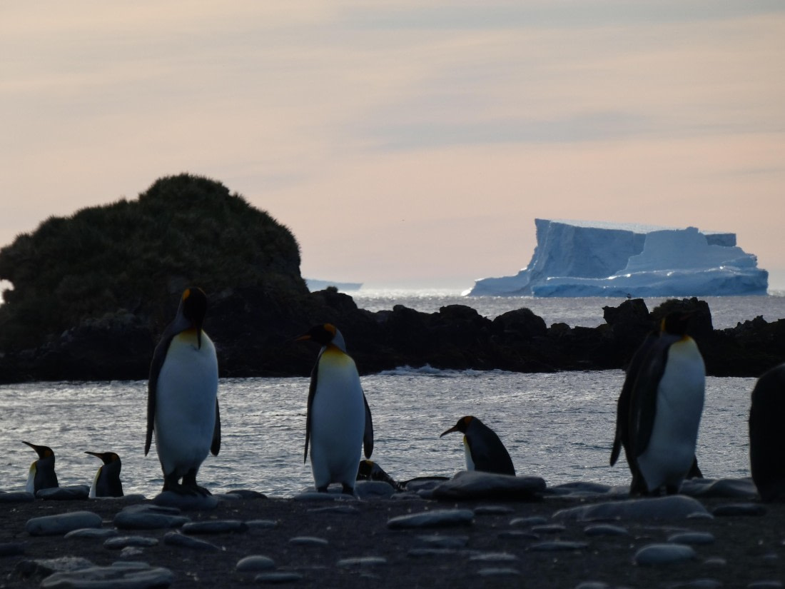 PLA27-25, Day 10, P1170777 © Unknown photographer - Oceanwide Expeditions.JPG