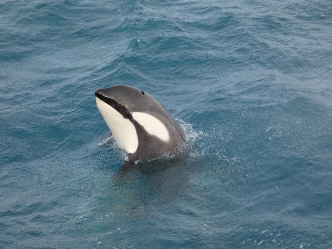 PLA27-25, Day 10, P1170811 © Unknown photographer - Oceanwide Expeditions.JPG