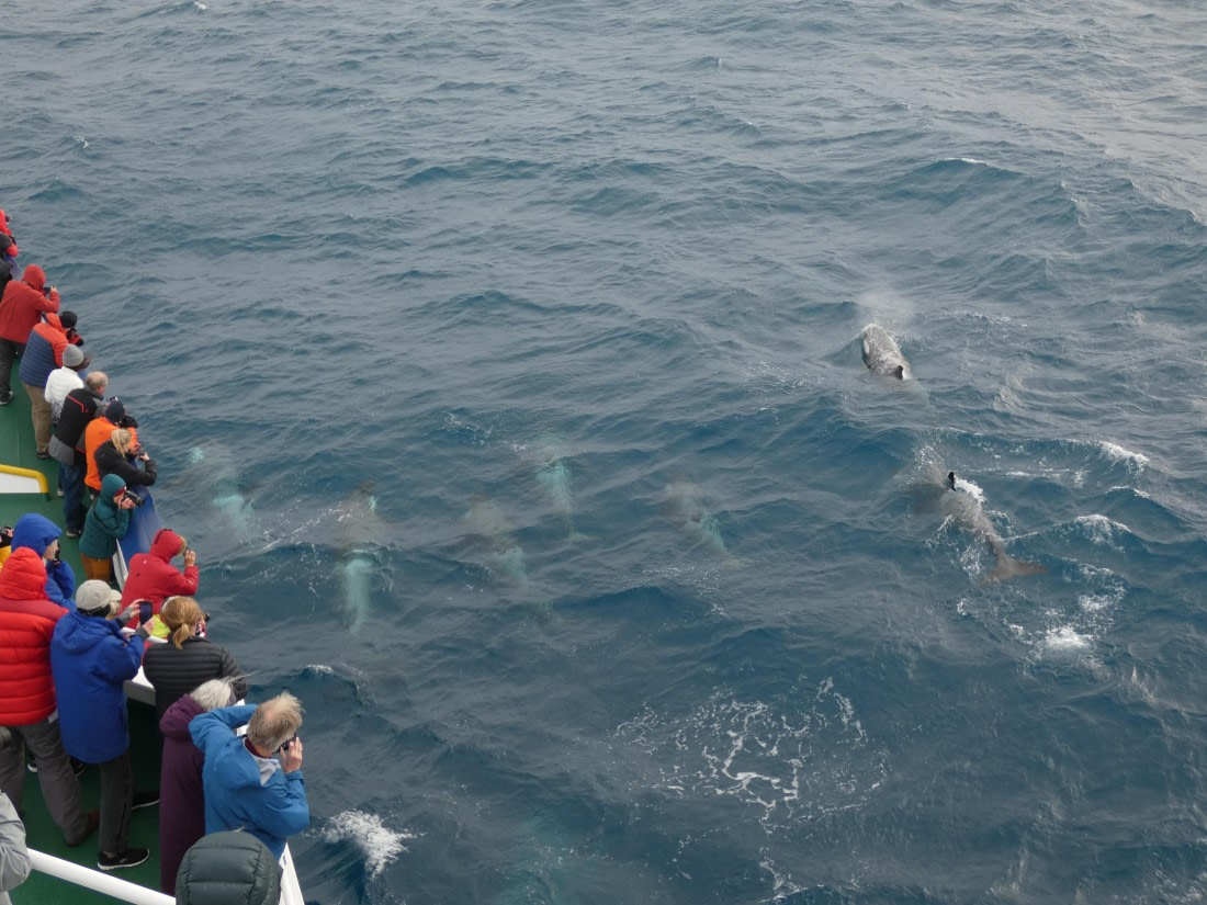 PLA27-25, Day 10, P1170872 © Unknown photographer - Oceanwide Expeditions.JPG