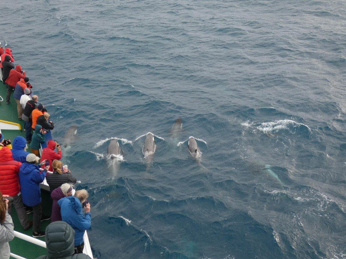 PLA27-25, Day 10, P1170873 © Unknown photographer - Oceanwide Expeditions.JPG