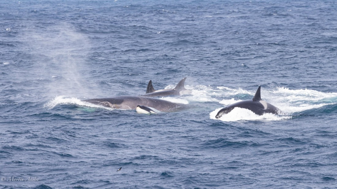 PLA27-25, Day 13, 088A6898 © Martin Anstee - Oceanwide Expeditions.jpg