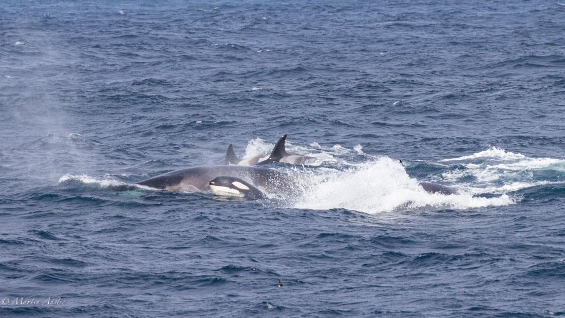 PLA27-25, Day 13, 088A6901 © Martin Anstee - Oceanwide Expeditions.jpg