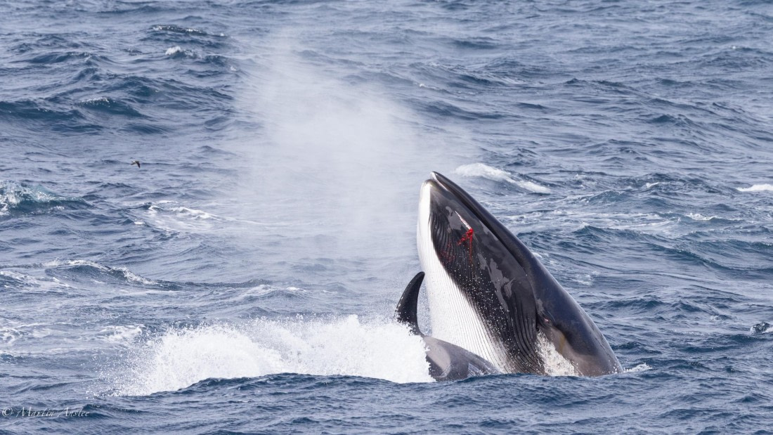 PLA27-25, Day 13, 088A6920 © Martin Anstee - Oceanwide Expeditions.jpg