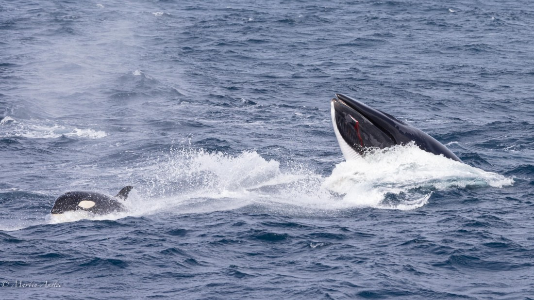 PLA27-25, Day 13, 088A6928 © Martin Anstee - Oceanwide Expeditions.jpg