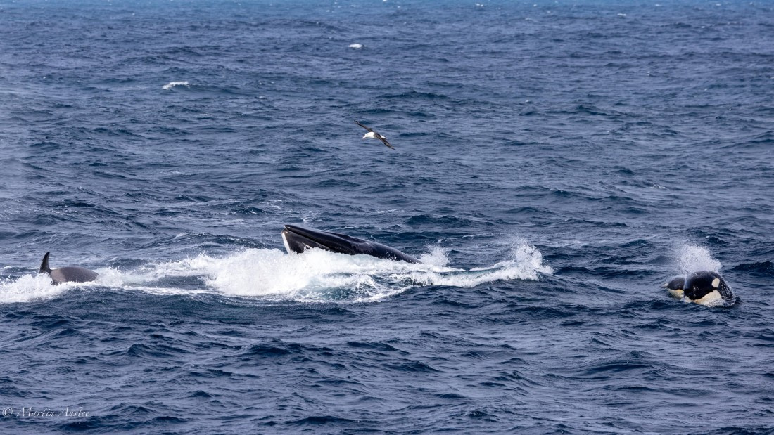 PLA27-25, Day 13, 088A6933 © Martin Anstee - Oceanwide Expeditions.jpg