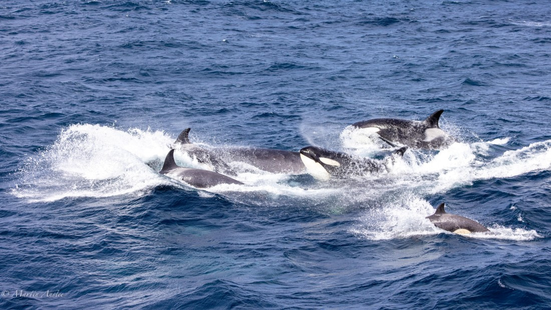 PLA27-25, Day 13, 088A6955 © Martin Anstee - Oceanwide Expeditions.jpg