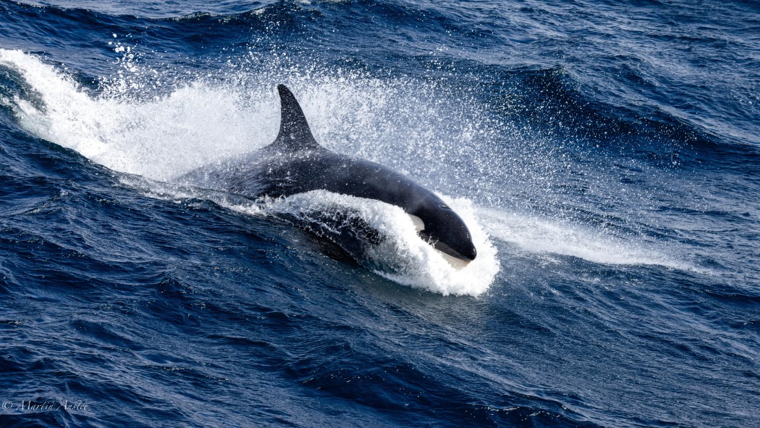 PLA27-25, Day 13, 088A7006 © Martin Anstee - Oceanwide Expeditions.jpg