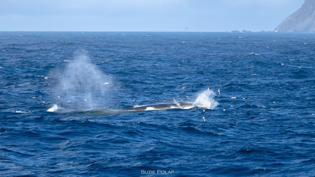 PLA27-25, Day 13, 766A1008 © Susanne Polap - Oceanwide Expeditions.jpg