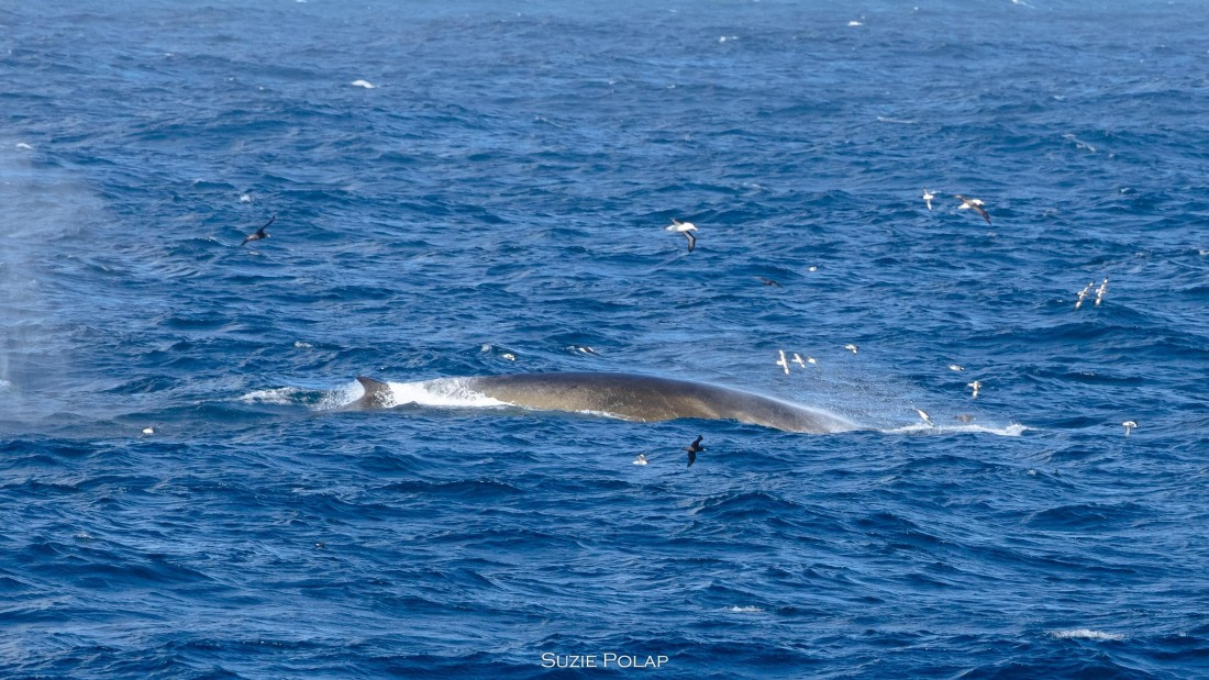 PLA27-25, Day 13, 766A1016 © Susanne Polap - Oceanwide Expeditions.jpg