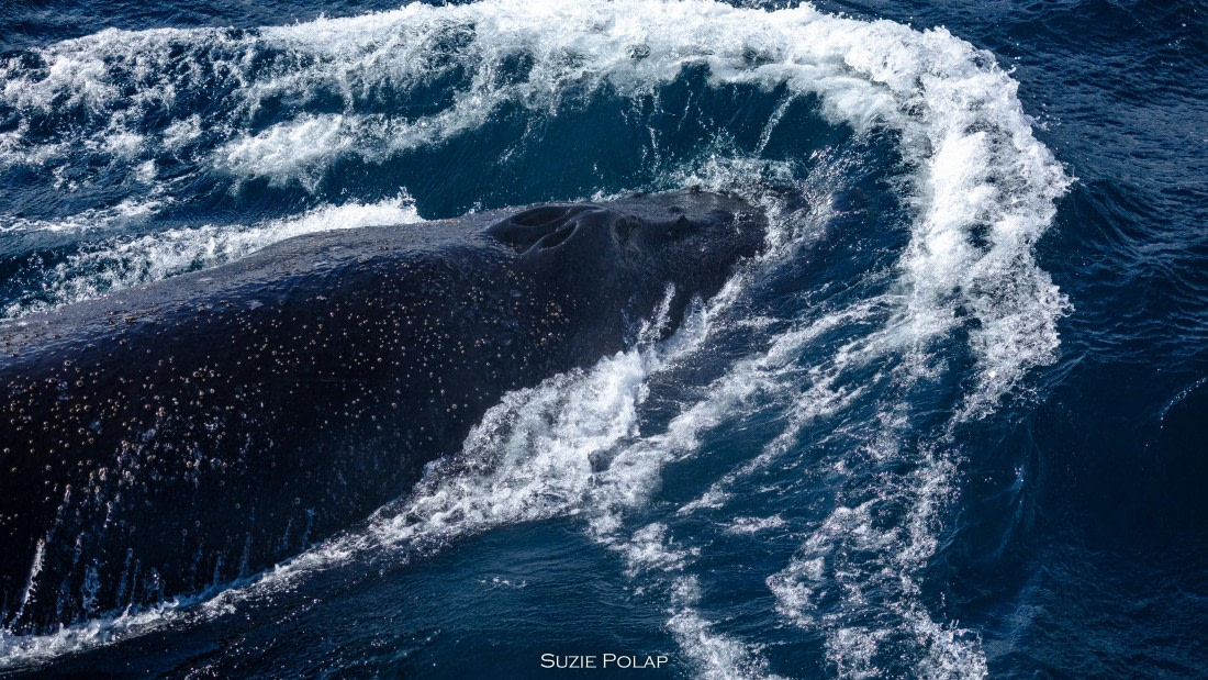 PLA27-25, Day 13, 766A1173 © Susanne Polap - Oceanwide Expeditions.jpg