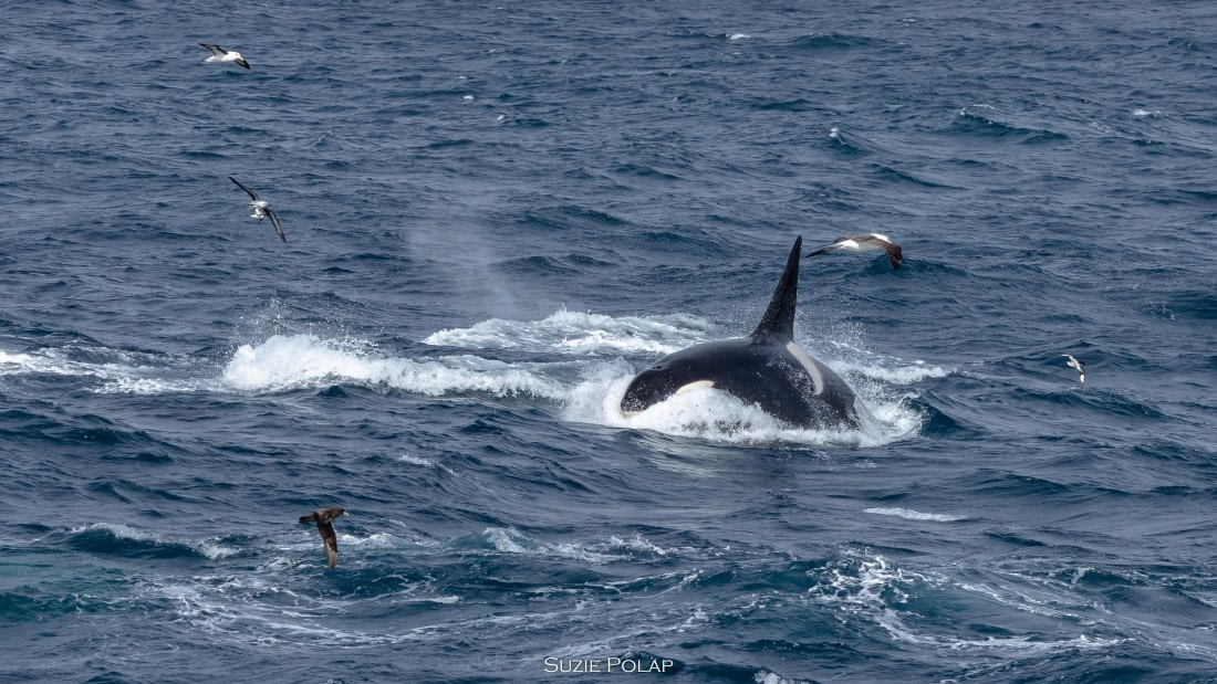 PLA27-25, Day 13, 766A1210 © Susanne Polap - Oceanwide Expeditions.jpg